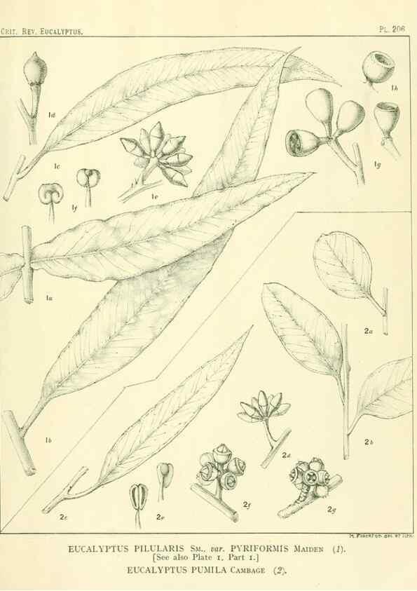 Reproducción/Reproduction 32120665547: A critical revision of the genus Eucalyptus,. Sydney,Gullick,1903-33.. 
