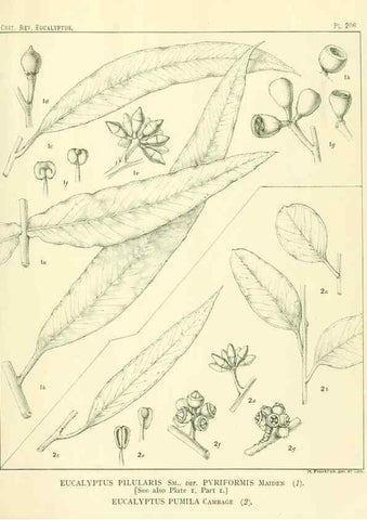 Reproducción/Reproduction 32120665547: A critical revision of the genus Eucalyptus,. Sydney,Gullick,1903-33.. 