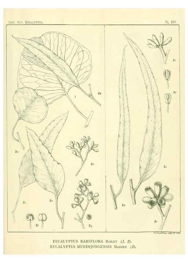 Reproducción/Reproduction 47010193412: A critical revision of the genus Eucalyptus,. Sydney,Gullick,1903-33.. 