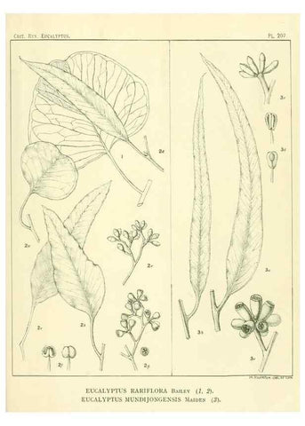Reproducción/Reproduction 47010193412: A critical revision of the genus Eucalyptus,. Sydney,Gullick,1903-33.. 