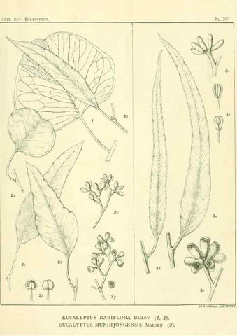 Reproducción/Reproduction 47010193412: A critical revision of the genus Eucalyptus,. Sydney,Gullick,1903-33.. 