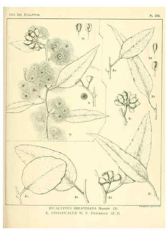 Reproducción/Reproduction 46338605724: A critical revision of the genus Eucalyptus,. Sydney,Gullick,1903-33.. 