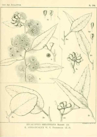 Reproducción/Reproduction 46338605724: A critical revision of the genus Eucalyptus,. Sydney,Gullick,1903-33.. 