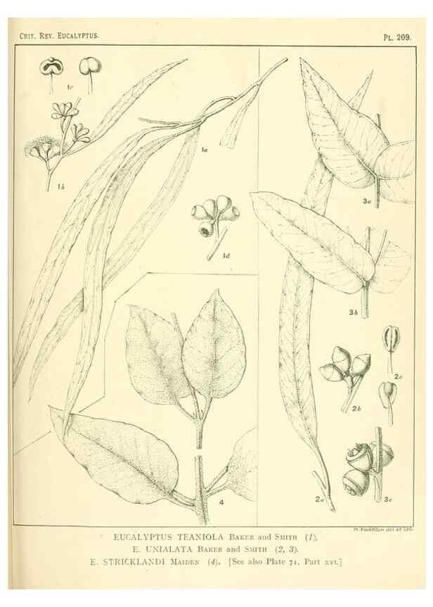 Reproducción/Reproduction 32120747827: A critical revision of the genus Eucalyptus,. Sydney,Gullick,1903-33.. 