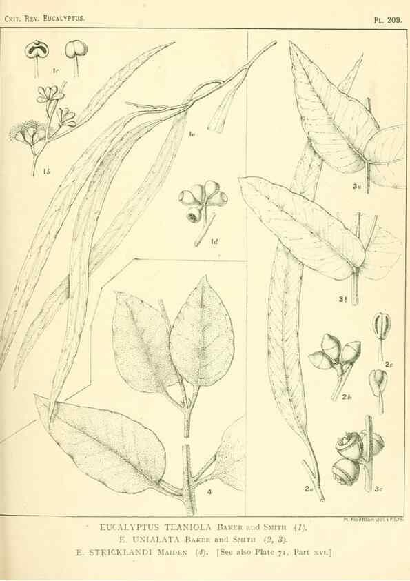 Reproducción/Reproduction 32120747827: A critical revision of the genus Eucalyptus,. Sydney,Gullick,1903-33.. 