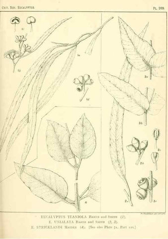 Reproducción/Reproduction 32120747827: A critical revision of the genus Eucalyptus,. Sydney,Gullick,1903-33.. 