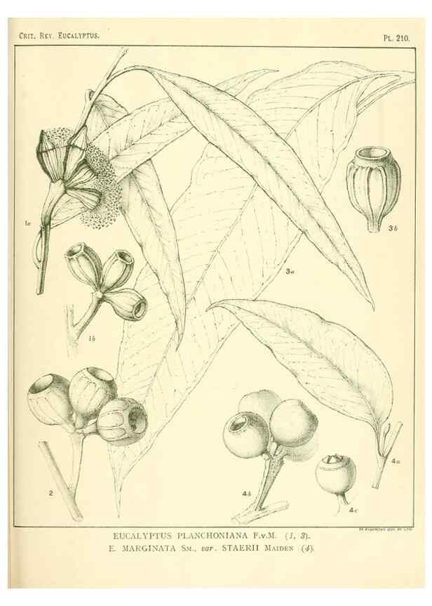Reproducción/Reproduction 32120748637: A critical revision of the genus Eucalyptus,. Sydney,Gullick,1903-33.. 