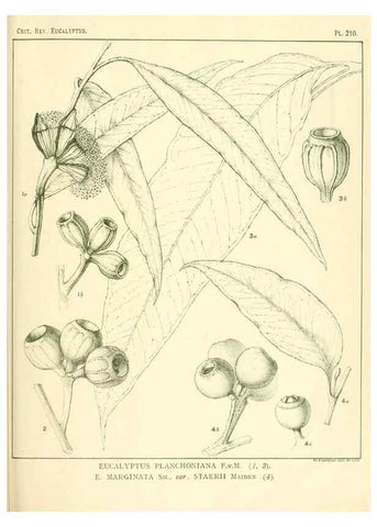Reproducción/Reproduction 32120748637: A critical revision of the genus Eucalyptus,. Sydney,Gullick,1903-33.. 