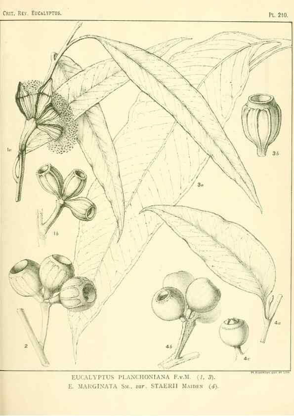Reproducción/Reproduction 32120748637: A critical revision of the genus Eucalyptus,. Sydney,Gullick,1903-33.. 