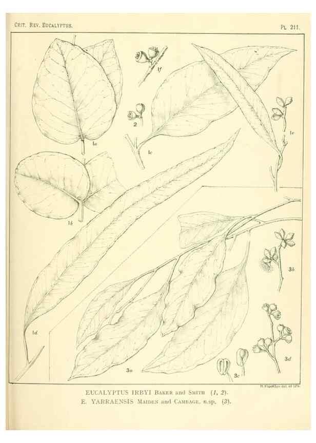 Reproducción/Reproduction 46338607394: A critical revision of the genus Eucalyptus,. Sydney,Gullick,1903-33.. 