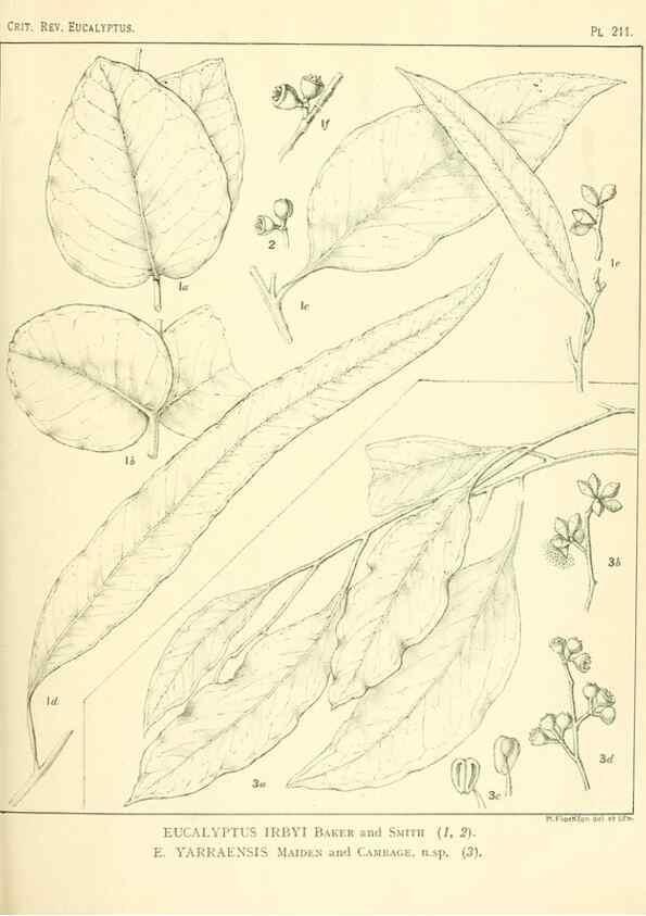 Reproducción/Reproduction 46338607394: A critical revision of the genus Eucalyptus,. Sydney,Gullick,1903-33.. 