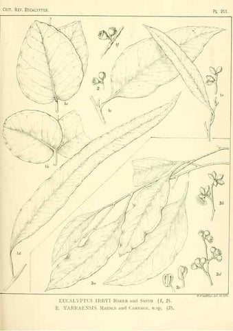 Reproducción/Reproduction 46338607394: A critical revision of the genus Eucalyptus,. Sydney,Gullick,1903-33.. 