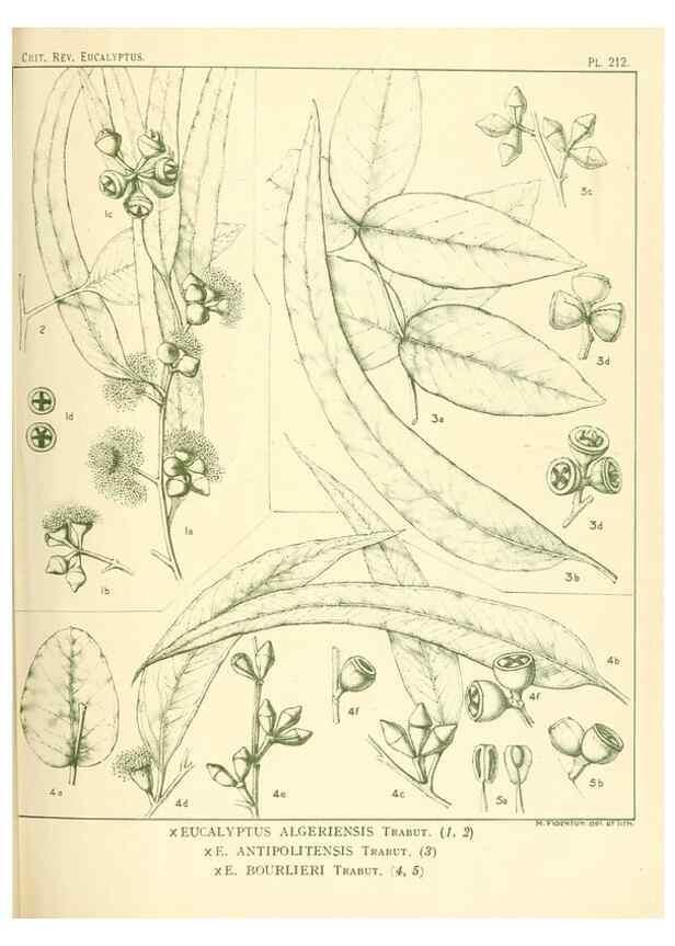 Reproducción/Reproduction 40097651263: A critical revision of the genus Eucalyptus,. Sydney,Gullick,1903-33.. 