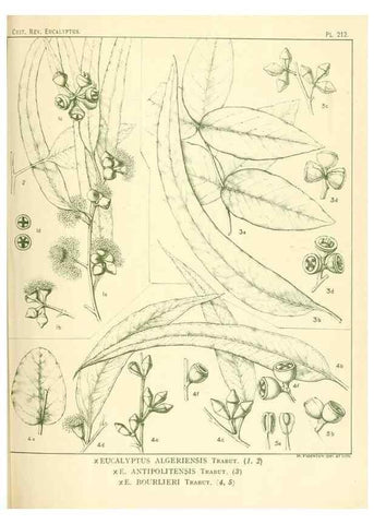 Reproducción/Reproduction 40097651263: A critical revision of the genus Eucalyptus,. Sydney,Gullick,1903-33.. 