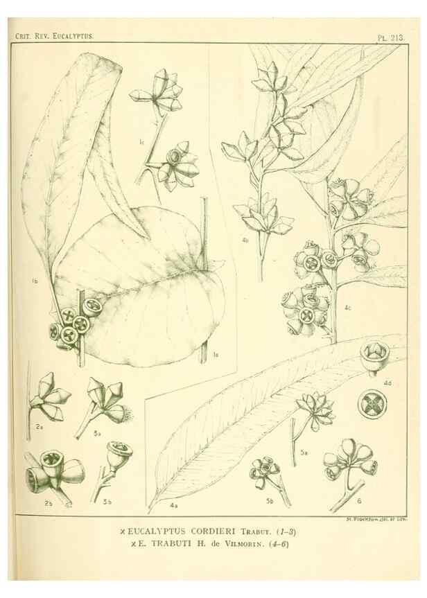 Reproducción/Reproduction 46338608704: A critical revision of the genus Eucalyptus,. Sydney,Gullick,1903-33.. 