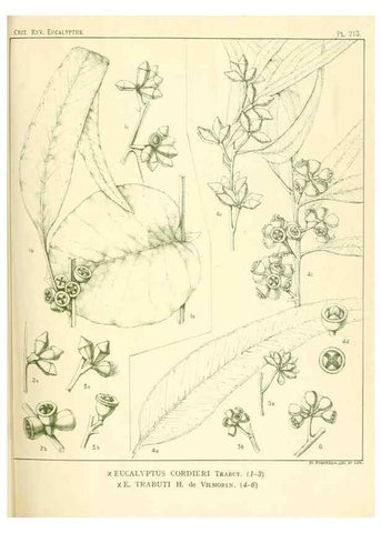 Reproducción/Reproduction 46338608704: A critical revision of the genus Eucalyptus,. Sydney,Gullick,1903-33.. 
