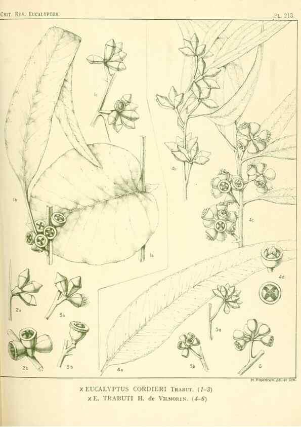 Reproducción/Reproduction 46338608704: A critical revision of the genus Eucalyptus,. Sydney,Gullick,1903-33.. 
