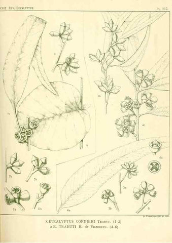 Reproducción/Reproduction 46338608704: A critical revision of the genus Eucalyptus,. Sydney,Gullick,1903-33.. 