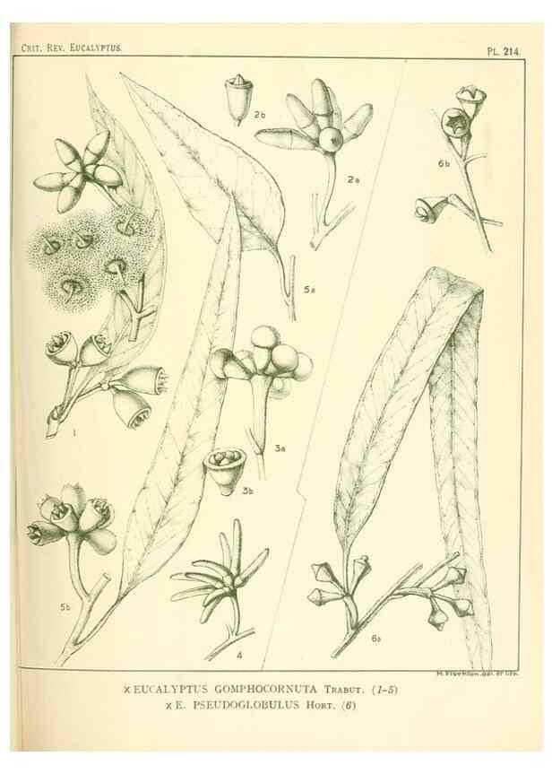 Reproducción/Reproduction 33187339338: A critical revision of the genus Eucalyptus,. Sydney,Gullick,1903-33.. 