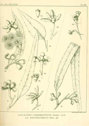Reproducción/Reproduction 33187339338: A critical revision of the genus Eucalyptus,. Sydney,Gullick,1903-33.. 