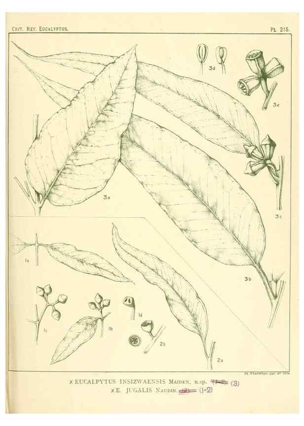 Reproducción/Reproduction 46338610354: A critical revision of the genus Eucalyptus,. Sydney,Gullick,1903-33.. 
