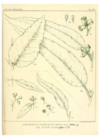 Reproducción/Reproduction 46338610354: A critical revision of the genus Eucalyptus,. Sydney,Gullick,1903-33.. 