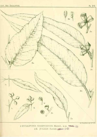 Reproducción/Reproduction 46338610354: A critical revision of the genus Eucalyptus,. Sydney,Gullick,1903-33.. 