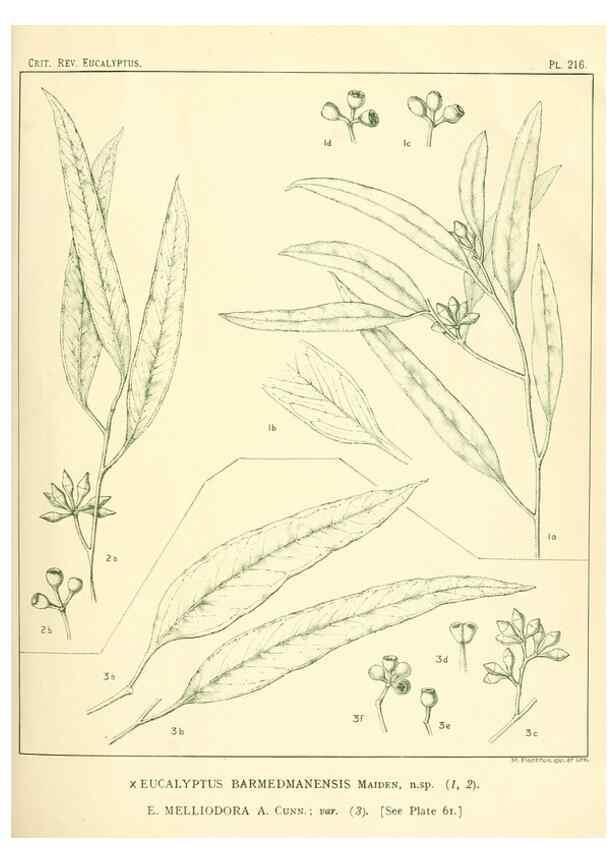 Reproducción/Reproduction 47010266122: A critical revision of the genus Eucalyptus,. Sydney,Gullick,1903-33.. 