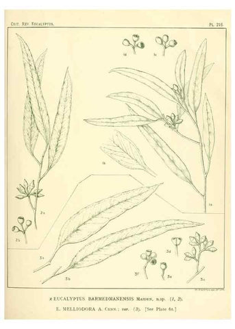 Reproducción/Reproduction 47010266122: A critical revision of the genus Eucalyptus,. Sydney,Gullick,1903-33.. 