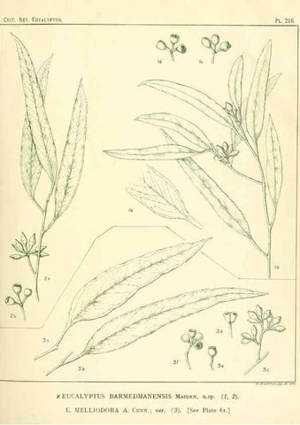 Reproducción/Reproduction 47010266122: A critical revision of the genus Eucalyptus,. Sydney,Gullick,1903-33.. 