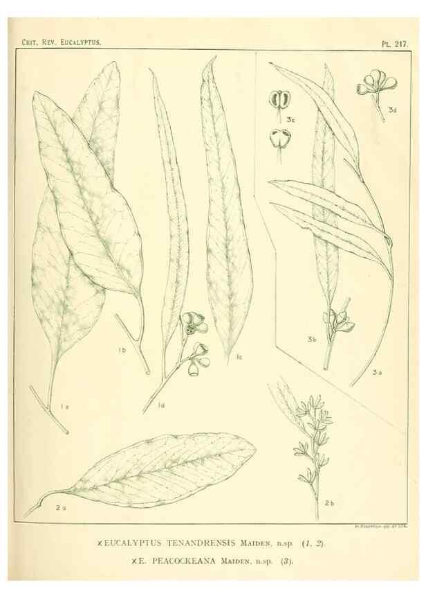 Reproducción/Reproduction 47062566551: A critical revision of the genus Eucalyptus,. Sydney,Gullick,1903-33.. 