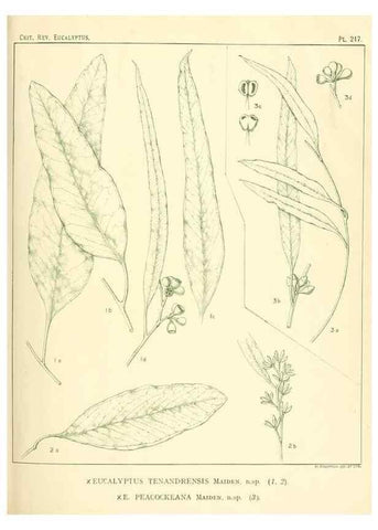 Reproducción/Reproduction 47062566551: A critical revision of the genus Eucalyptus,. Sydney,Gullick,1903-33.. 