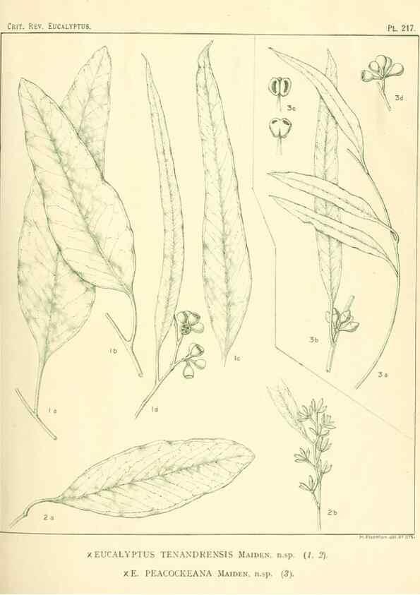 Reproducción/Reproduction 47062566551: A critical revision of the genus Eucalyptus,. Sydney,Gullick,1903-33.. 