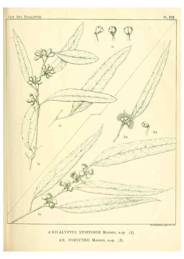 Reproducción/Reproduction 32120756727: A critical revision of the genus Eucalyptus,. Sydney,Gullick,1903-33.. 