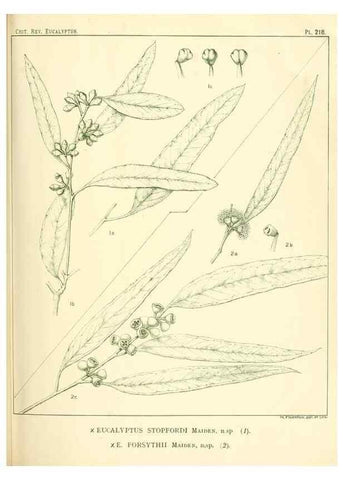 Reproducción/Reproduction 32120756727: A critical revision of the genus Eucalyptus,. Sydney,Gullick,1903-33.. 