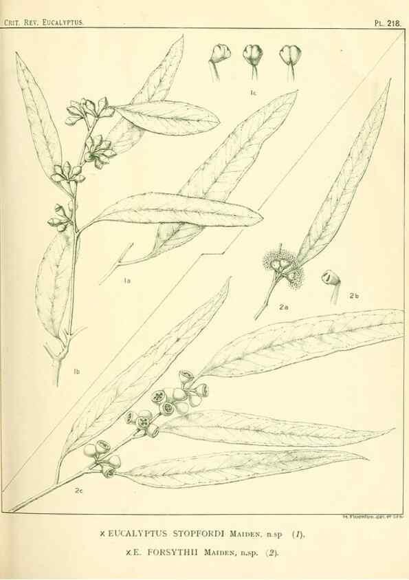 Reproducción/Reproduction 32120756727: A critical revision of the genus Eucalyptus,. Sydney,Gullick,1903-33.. 