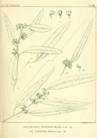 Reproducción/Reproduction 32120756727: A critical revision of the genus Eucalyptus,. Sydney,Gullick,1903-33.. 