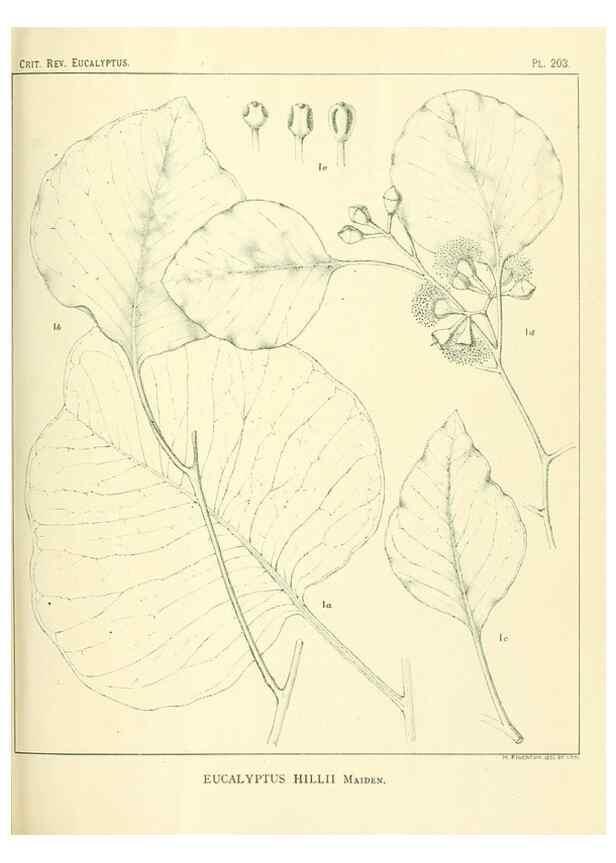 Reproducción/Reproduction 47062482041: A critical revision of the genus Eucalyptus,. Sydney,Gullick,1903-33.. 