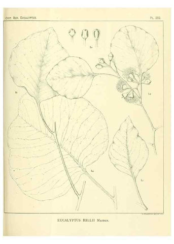 Reproducción/Reproduction 47062482041: A critical revision of the genus Eucalyptus,. Sydney,Gullick,1903-33.. 