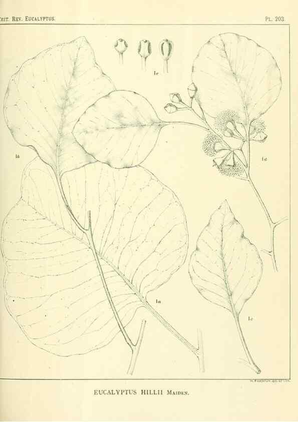 Reproducción/Reproduction 47062482041: A critical revision of the genus Eucalyptus,. Sydney,Gullick,1903-33.. 