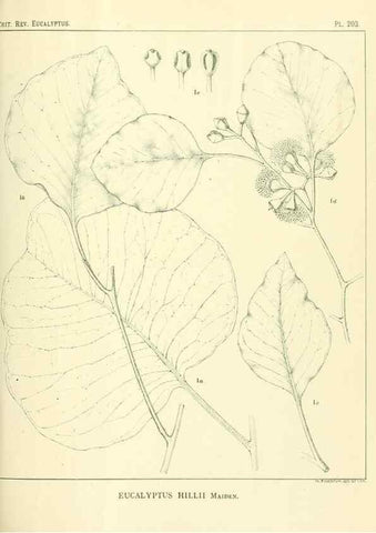 Reproducción/Reproduction 47062482041: A critical revision of the genus Eucalyptus,. Sydney,Gullick,1903-33.. 