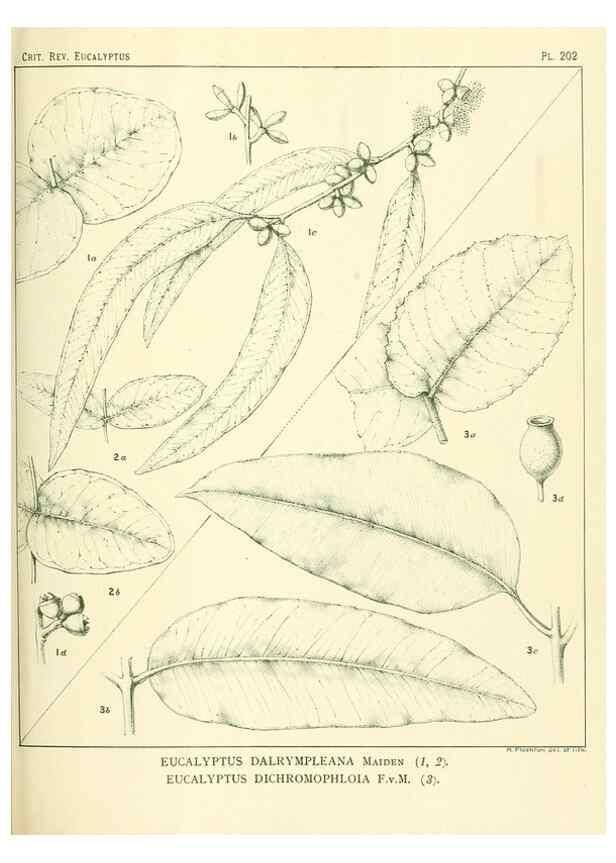 Reproducción/Reproduction 47062481221: A critical revision of the genus Eucalyptus,. Sydney,Gullick,1903-33.. 