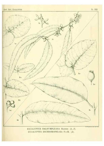 Reproducción/Reproduction 47062481221: A critical revision of the genus Eucalyptus,. Sydney,Gullick,1903-33.. 
