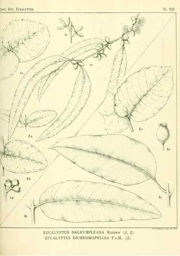 Reproducción/Reproduction 47062481221: A critical revision of the genus Eucalyptus,. Sydney,Gullick,1903-33.. 
