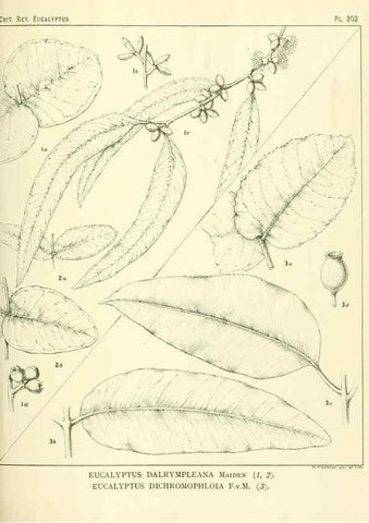 Reproducción/Reproduction 47062481221: A critical revision of the genus Eucalyptus,. Sydney,Gullick,1903-33.. 