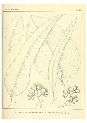 Reproducción/Reproduction 40097563403: A critical revision of the genus Eucalyptus,. Sydney,Gullick,1903-33.. 