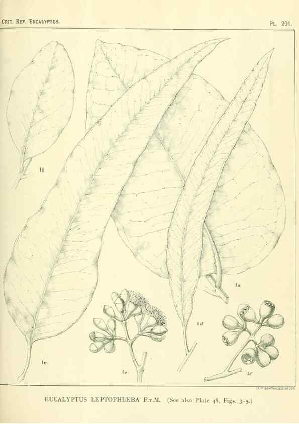 Reproducción/Reproduction 40097563403: A critical revision of the genus Eucalyptus,. Sydney,Gullick,1903-33.. 