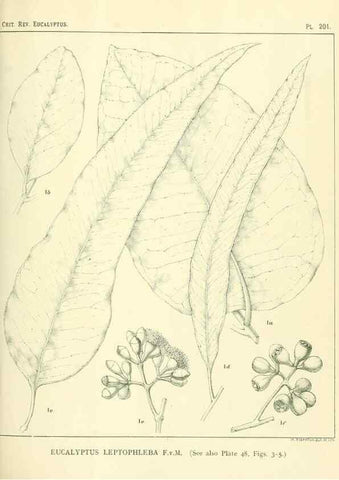 Reproducción/Reproduction 40097563403: A critical revision of the genus Eucalyptus,. Sydney,Gullick,1903-33.. 