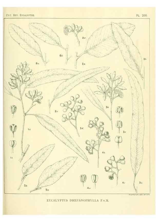 Reproducción/Reproduction 47010188802: A critical revision of the genus Eucalyptus,. Sydney,Gullick,1903-33.. 