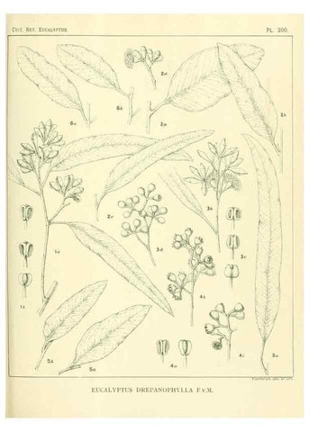 Reproducción/Reproduction 47010188802: A critical revision of the genus Eucalyptus,. Sydney,Gullick,1903-33.. 